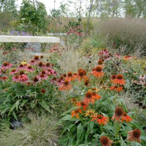 Echinacea purpurea 'Cheyenne Spirit'