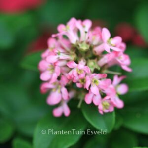 Escallonia 'Lades' (PINK ELLE)