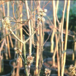 Fraxinus xanthoxyloides dumosa