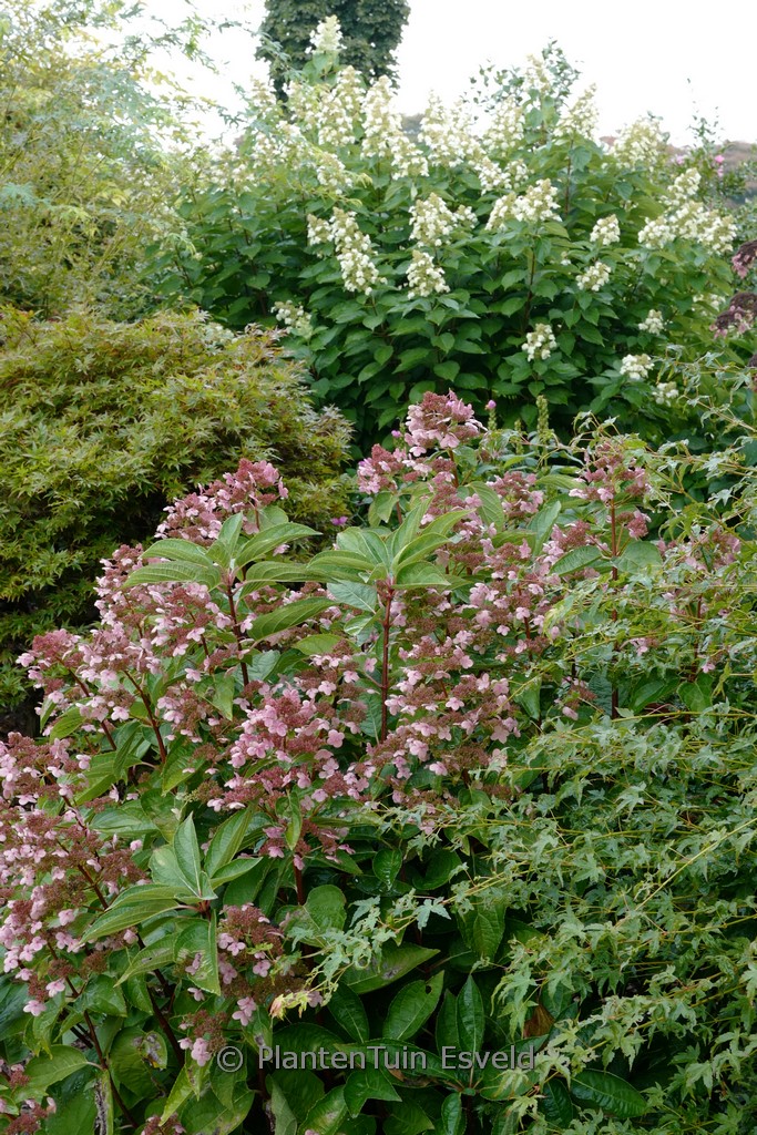 Hydrangea paniculata 'Dharuma' – Bild 4