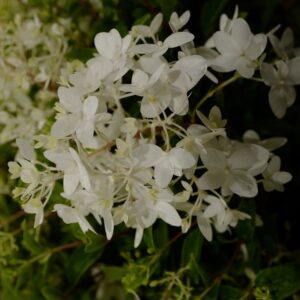 Hydrangea paniculata 'LCno21' (GROUND BREAKER BLUSH)