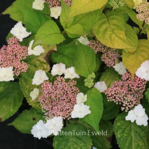Hydrangea serrata 'Golden Sunlight'