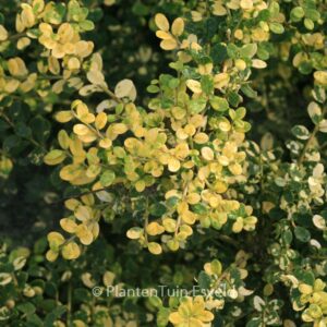 Ilex crenata 'Picas'