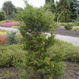 Juniperus virginiana 'Canaertii'
