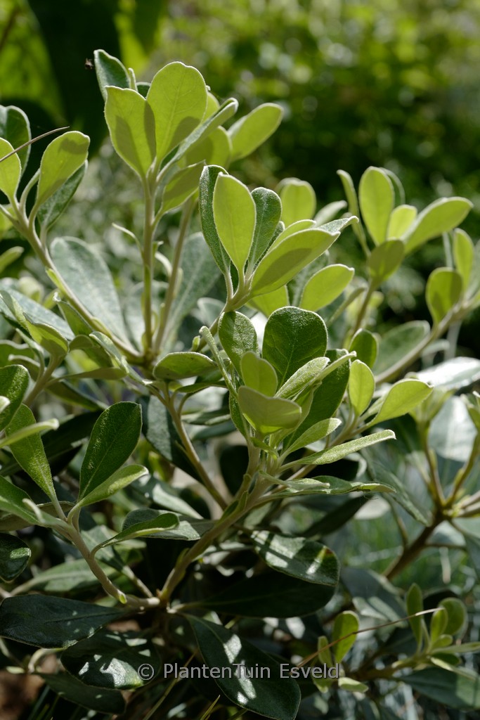 Pittosporum tenuifolium 'Irish Luck'