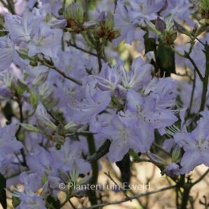 Rhododendron augustinii 'Electra'