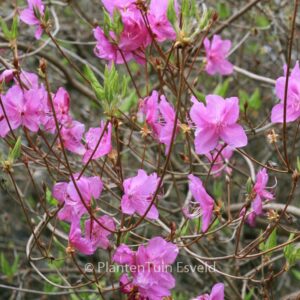 Rhododendron reticulatum