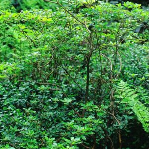 Rhododendron semibarbatum