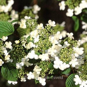 Viburnum plicatum 'Igloo'