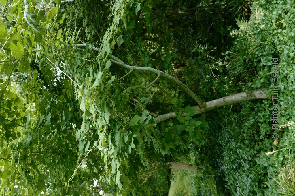 Acer tegmentosum – Bild 7