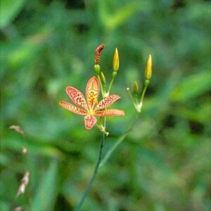 Belamcanda chinensis