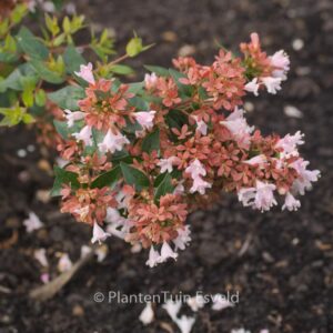 Abelia 'Raspberry Profusion'