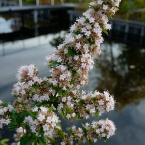 Abelia chinensis 'China Rose'