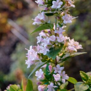 Abelia chinensis 'Sweet Memories'