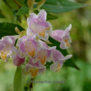 Abelia engleriana