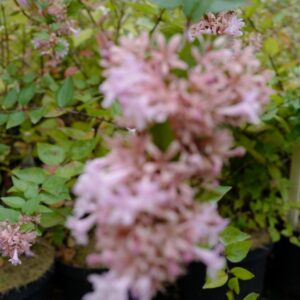 Abelia grandiflora 'Canyon Creek'
