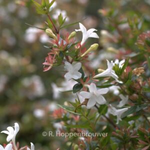 Abelia grandiflora 'Compacta'