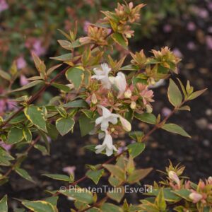 Abelia grandiflora 'Keylib' (LADY LIBERTY)