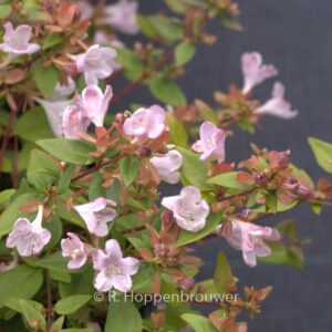 Abelia grandiflora 'Minedward' (PETITE GARDEN)
