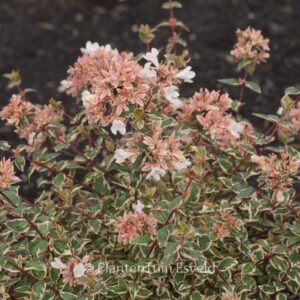 Abelia grandiflora 'Opstal103' (MAGIC DAYDREAM)