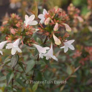 Abelia grandiflora 'Sherwood'