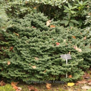 Abies balsamea 'Nana'