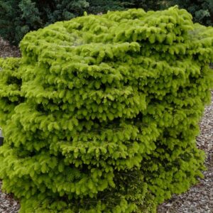 Abies nordmanniana 'Barabits Compact'
