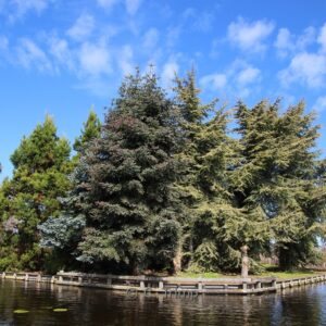 Abies pinsapo 'Glauca'