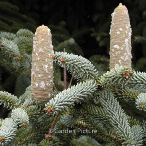 Abies pinsapo 'Kelleriis'