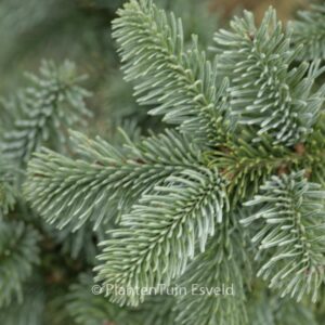 Abies procera 'Bizarro'