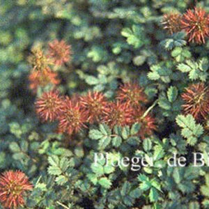 Acaena microphylla 'Kupferteppich'