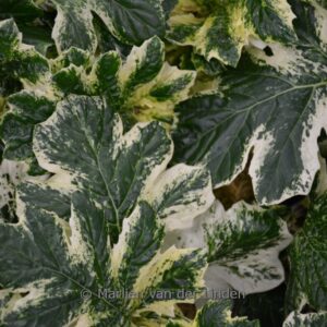 Acanthus 'Whitewater'