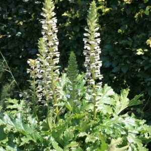 Acanthus mollis 'Rue Ledan'
