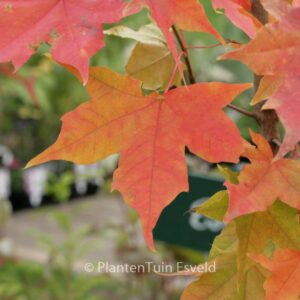Acer 'Warrenred' (PACIFIC SUNSET)