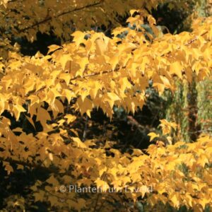 Acer buergerianum