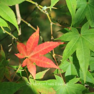Acer campbellii ssp. flabellatum yunnanense
