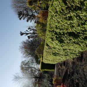 Acer campestre 'Nanum'