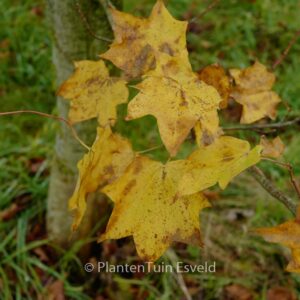 Acer cappadocicum 'Le Mesnil'