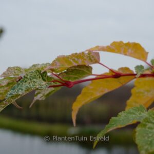 Acer conspicuum 'Red Flamingo'