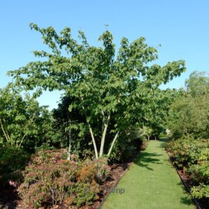 Acer conspicuum 'Silver Vein'