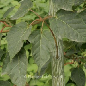 Acer davidii 'Mindavi' (VIPER)