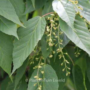 Acer davidii 'Rosalie'
