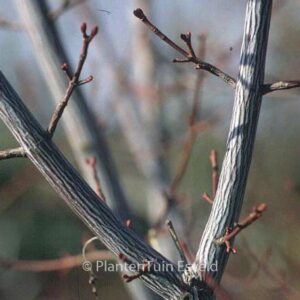 Acer davidii 'Serpentine'
