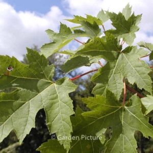 Acer freemanii 'Celzam' (CELEBRATION)