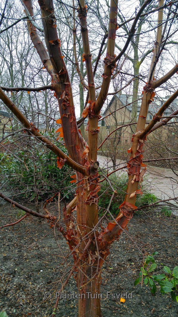 Acer griseum