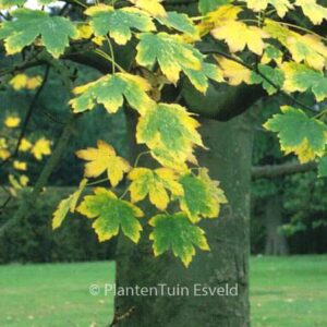 Acer heldreichii ssp. trautvetteri