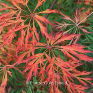 Acer japonicum 'Green Cascade'