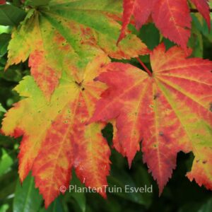 Acer japonicum 'Vitifolium'