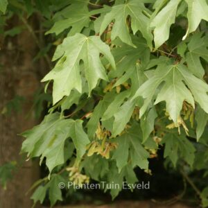 Acer macrophyllum
