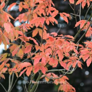 Acer maximowiczianum